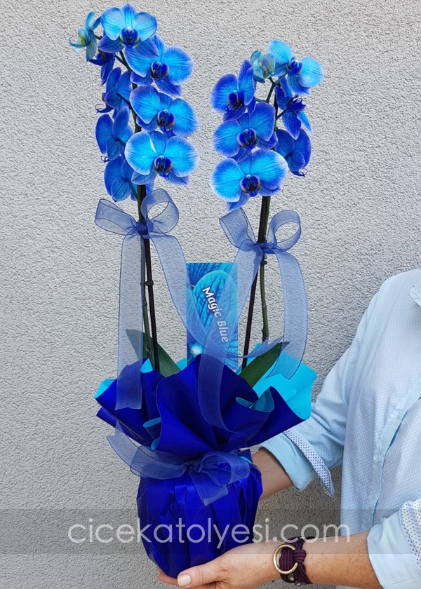 Mavi Orkide Özel Paketleme