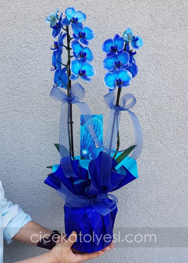 Mavi Orkide Özel Paketleme