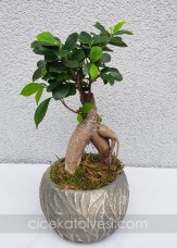Dekoratif Vazo Ficus Bonsai
