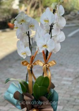 Premium Beyaz Orkide